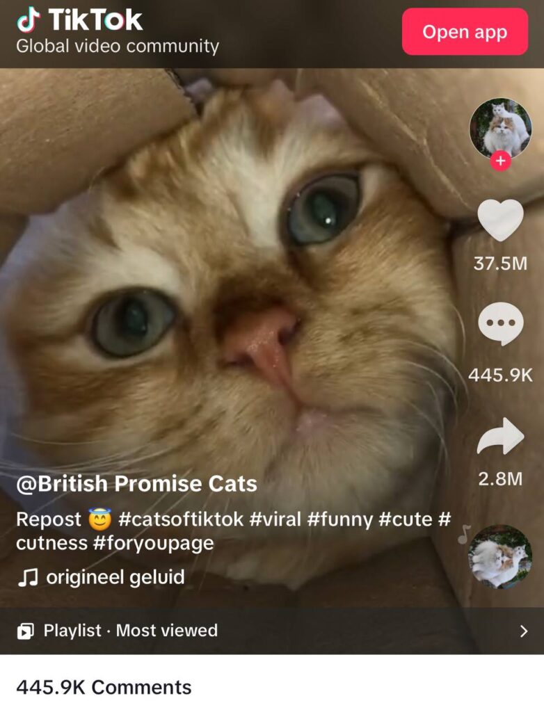 British Promise Cat